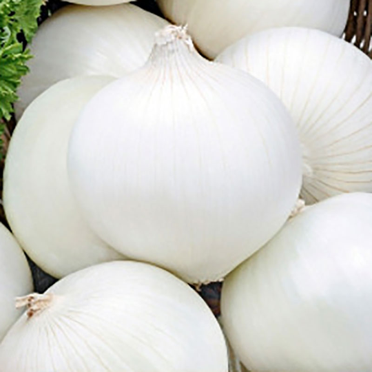 Matlök 'Albienka'