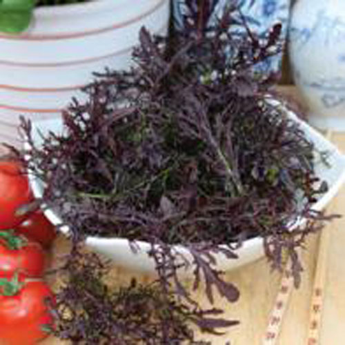 Sareptasenap 'Red Frills'