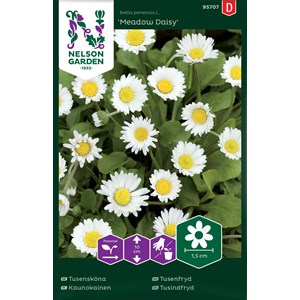 Fröer Nelson Garden Tusensköna Meadow Daisy Vildform Vit