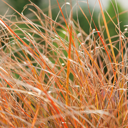 Brandstarr 'Prairie Fire', 2L