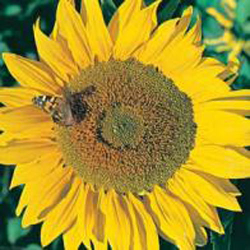 Solros 'Titan'