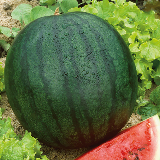 Vattenmelon 'Sugar Baby'