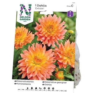 Vårlök Nelson Garden Dekorativdahlia Extase Låg, Rosagul