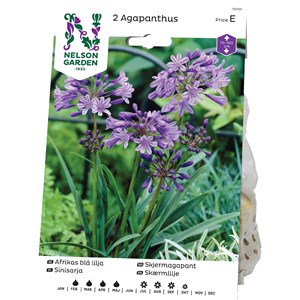 Vårlök Nelson Garden Afrikas Blå Lilja Agapanthus