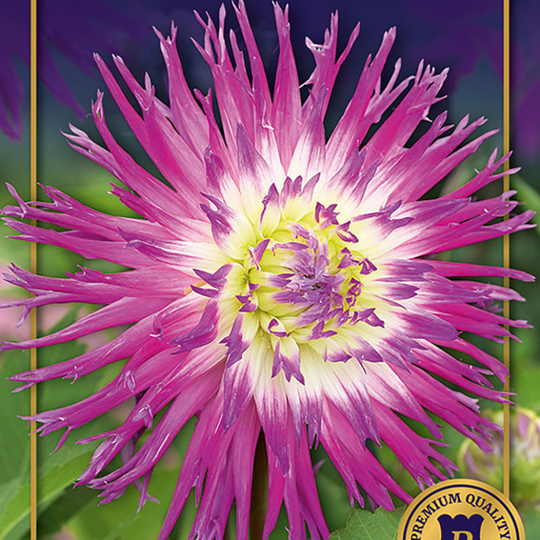 Kaktusdahlia 'Veritable'