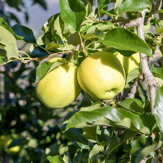 Äpple' Silva'