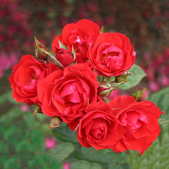 Ros 'Allotria'