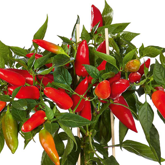 Chilipeppar 'Hot Burrito'