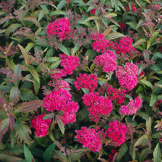 Rosenspirea 'Antony Waterer' 20-30 cm, 10-pack
