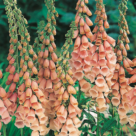 Fingerborgsblomma 'Apricot Delight'