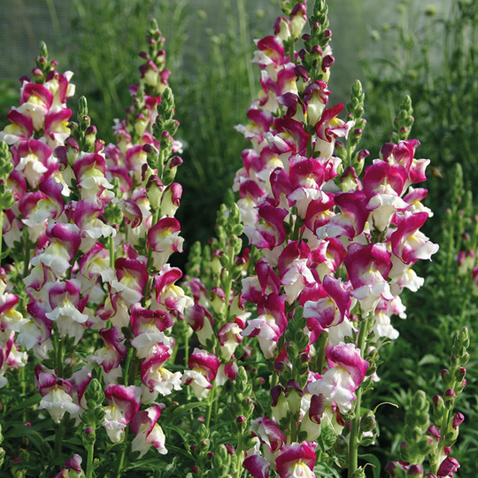 Lejongap 'Cherry Twist'