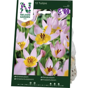 Höstlök Nelson Garden Kretatulpan Rosalila/Gul
