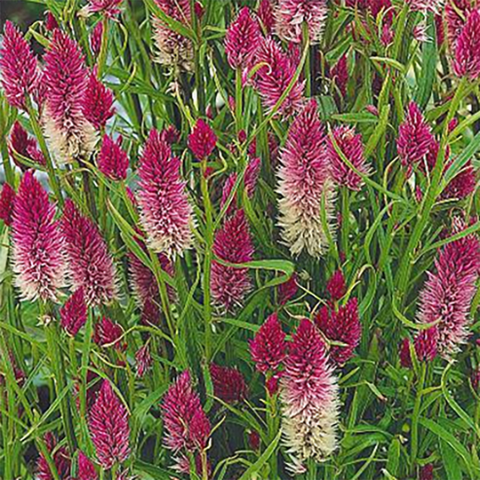 Axamarant 'Flamingo'