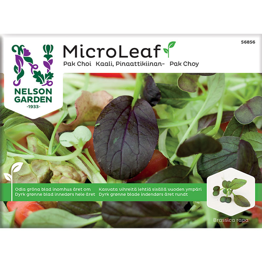 Micro leaf, Pak Choi 'Red Wizard'