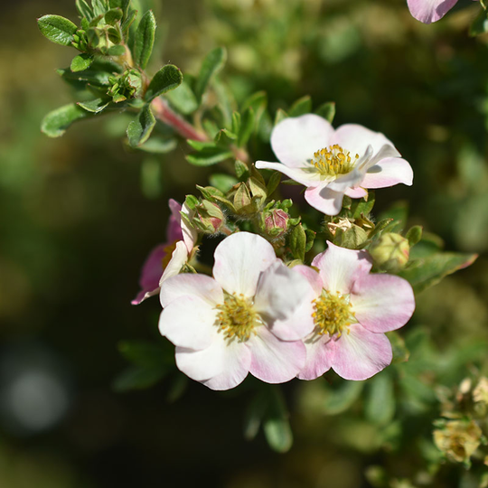 Ölandstok 'Pink Beauty' 10-pack