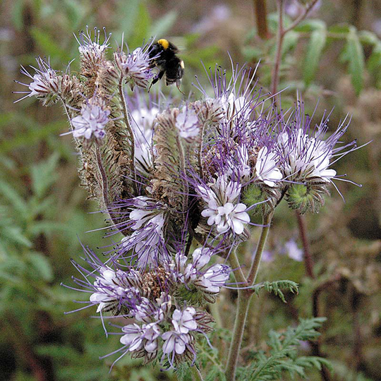 Honungsfacelia, ekologisk