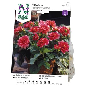 Vårlök Nelson Garden Dekorativdahlia Berliner Kleene Låg, Rosa