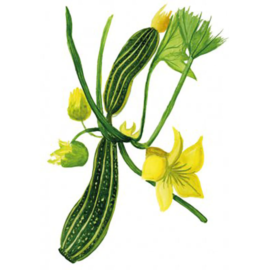 Sommarsquash 'Cocozelle'