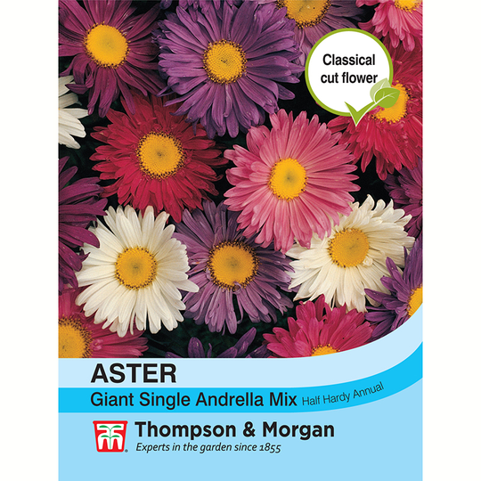Sommaraster 'Giant Single Andrella'