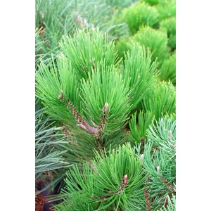 Svarttall 'Green Tower', 5-pack