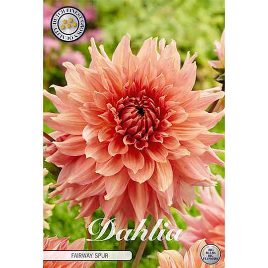 Dekorativdahlia 'Fairway Spur'