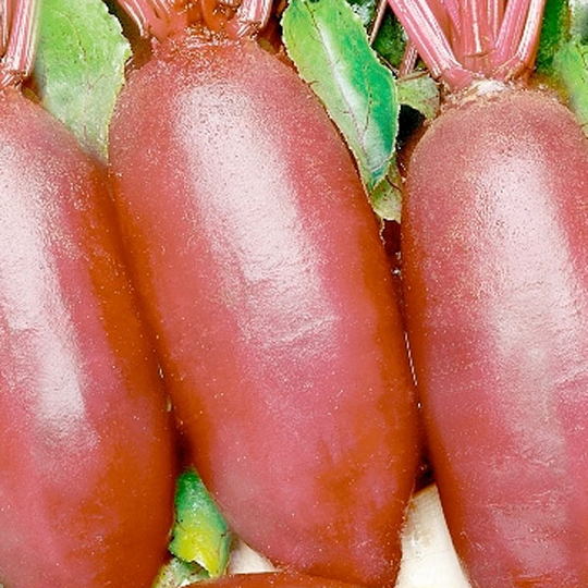 Rödbeta 'Rywal'