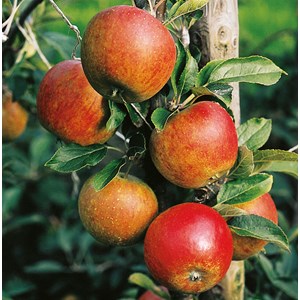 Äpple 'Aroma' Svagväxande B9