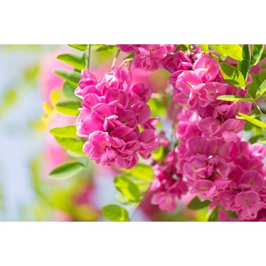 Margarettarobinia Utr 150-200 cm co