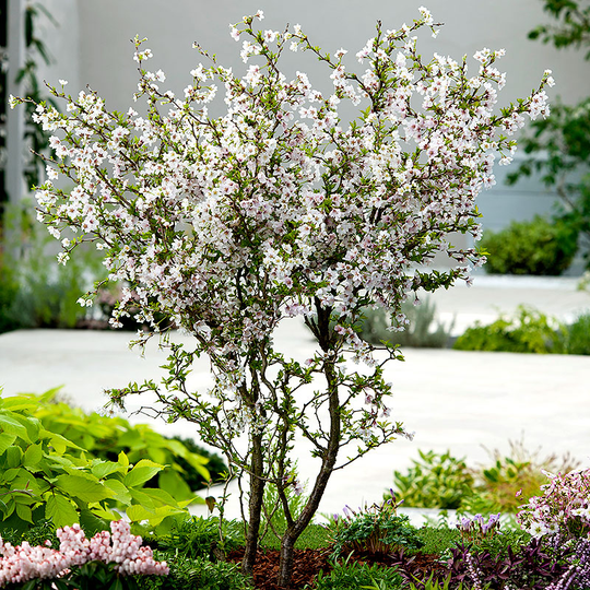 Dvärgkörsbär, Prunus incisa 'Kojou-no-mai'