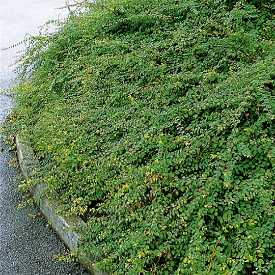 Hybridsnöbär 'Hancock' 30-50 cm, 10-pack