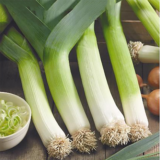 Purjolök 'Tango'