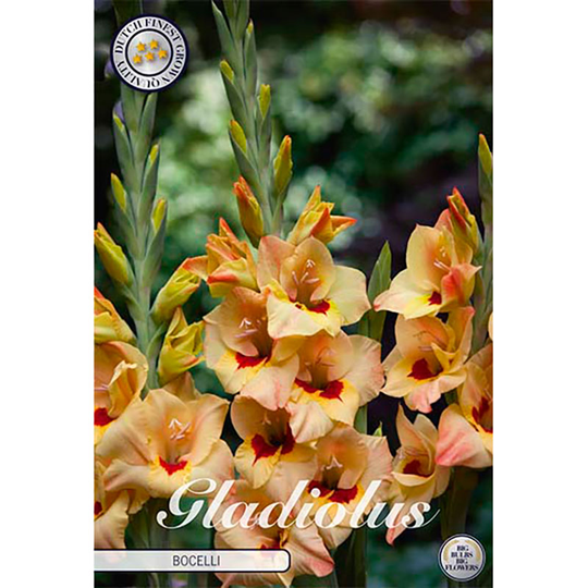 Gladiolus 'Bocelli'