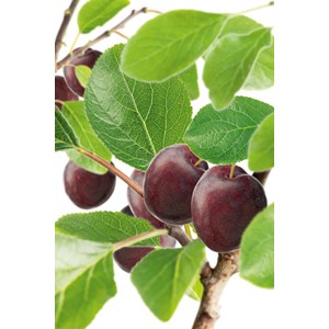 Plommon 'Jubileum' E