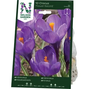 Höstlök Nelson Garden Vårkrokus Flower Record Blå