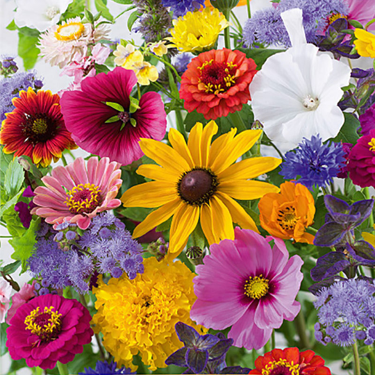 Blomstermix 'Last Minute'
