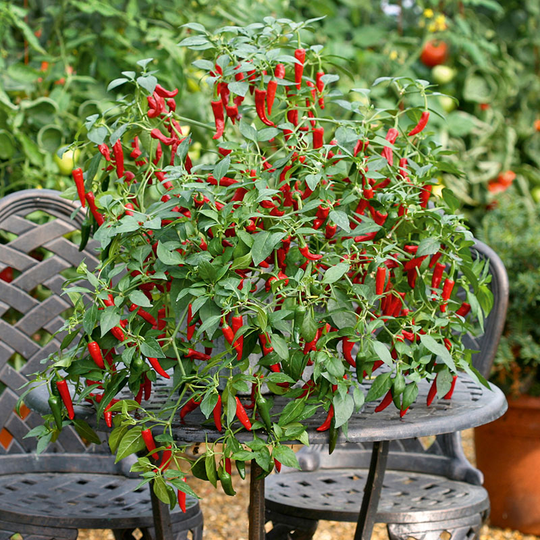 Chilipeppar 'Cayennetta' F1
