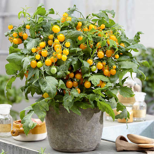 Dvärgbusktomat 'Strongboy Yellow' F1