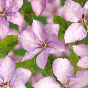 Klematis 'Margaret Hunt' 3-pack