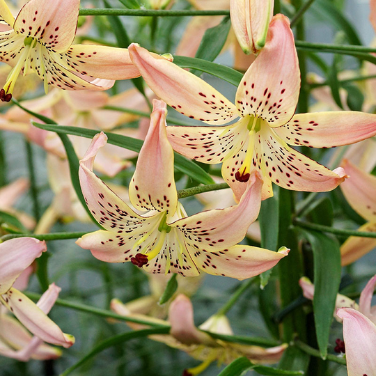 Tigerlilja ’Corsage’