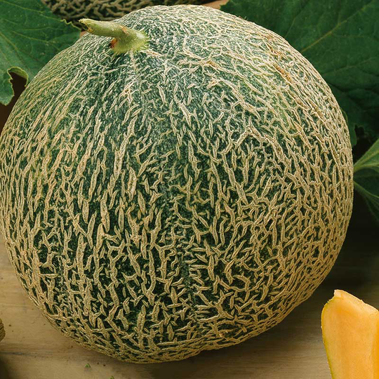 Nätmelon 'Retato Degli Ortolani', ekologisk