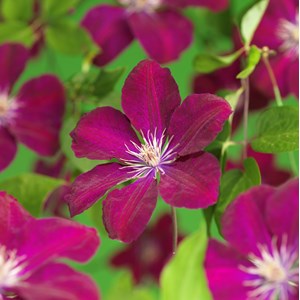 Klematis 'Rouge Cardinal' 1-pack