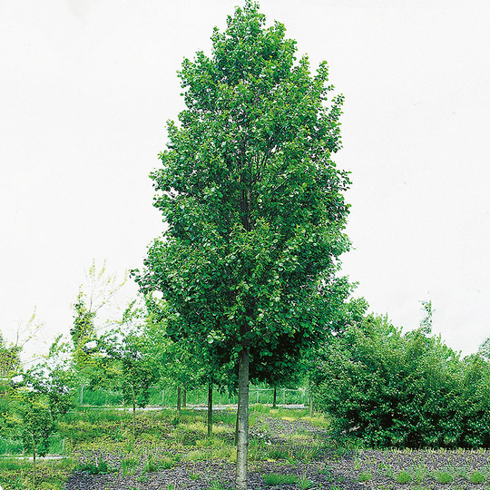 Klibbal, Alnus glutinosa