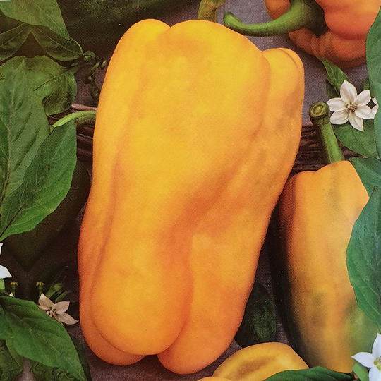 Paprika 'Kromo' H
