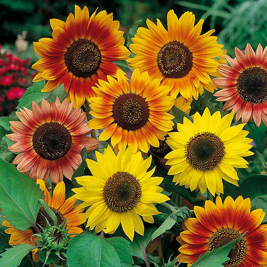 Solros 'Sunburst Mixed'