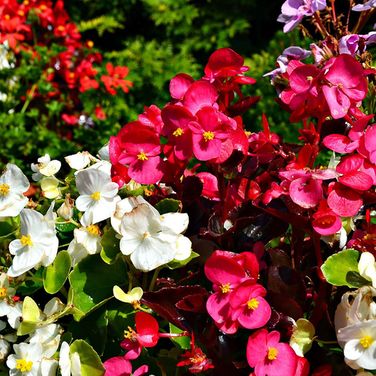 Begonia 'Devon Gems Mix' F1