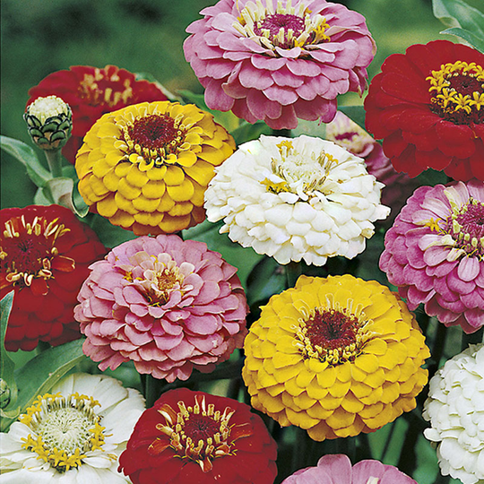 Zinnia 'Oklahoma Mix'