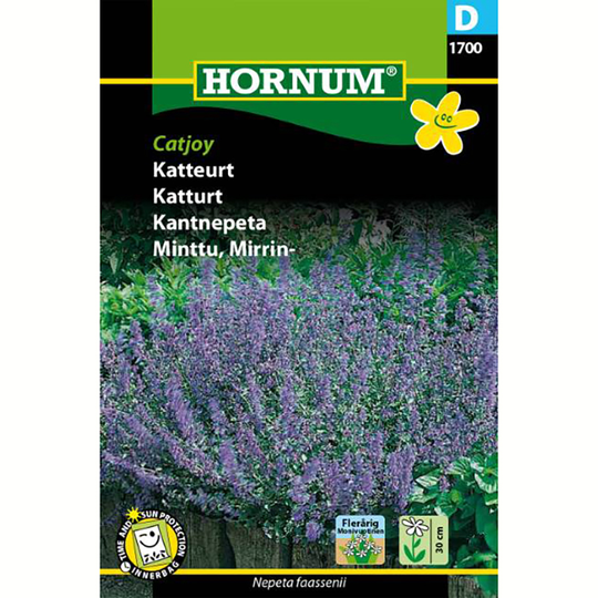 Kantnepeta 'Catjoy'