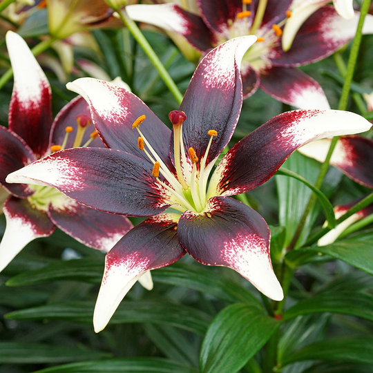 Asiatlilja ’Netty’s Pride’