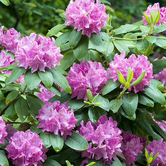 Rhododendron 'Roseum Elegans' 40-50cm