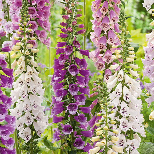 Fingerborgsblomma 'Foxy'